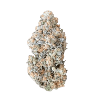 Amnesia Triploid F1