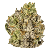 Cherry Cookies Triploid F1