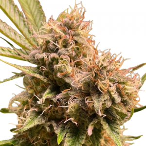 Fast Version Gorilla Glue