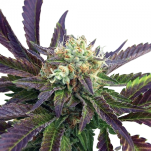 Fast Version Grandaddy Purple