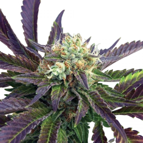Семена конопли Fast Version Grandaddy Purple