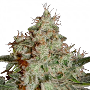 Fast Version Lemon Skunk