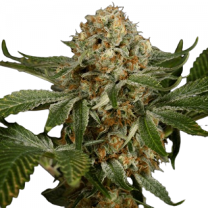 Fast Version OG Kush