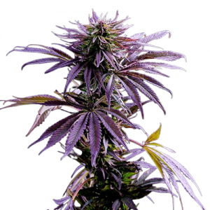 Fast Version Purple Punch