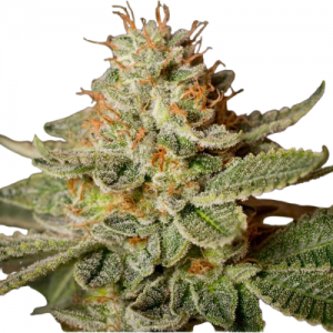 Fast Version Sour Diesel