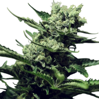 Fast Version Super Skunk