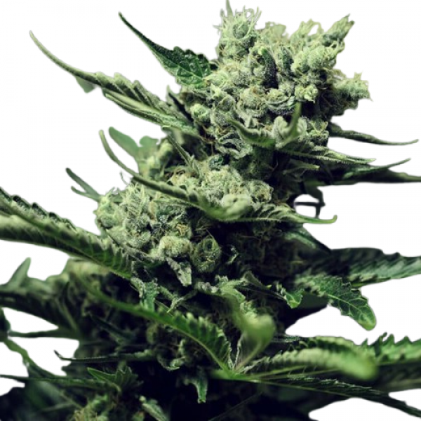 Семена конопли Fast Version Super Skunk