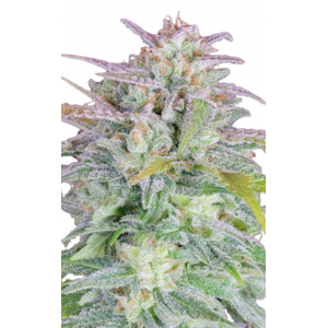 Blue Afghan Kush