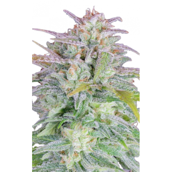 Насіння коноплі Blue Afghan Kush - Amsterdam Seeds