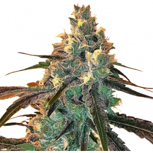 Black Widow
