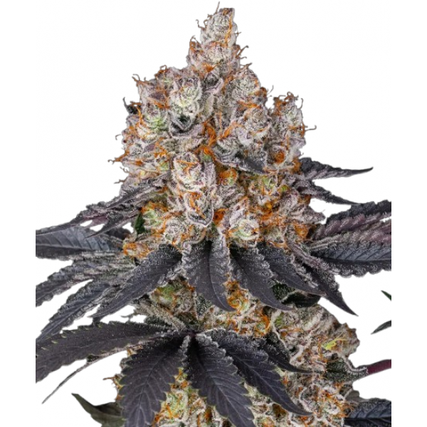  Насіння канабісу Runtz - Barney’s Farm Seeds