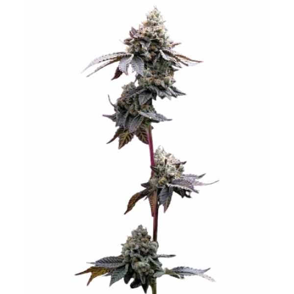 GMO COOKIES STRAIN - Barney’s Farm Seeds
