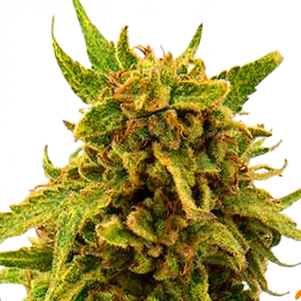 Насіння коноплі CBD Critical Cure Feminised - Barney’s Farm Seeds