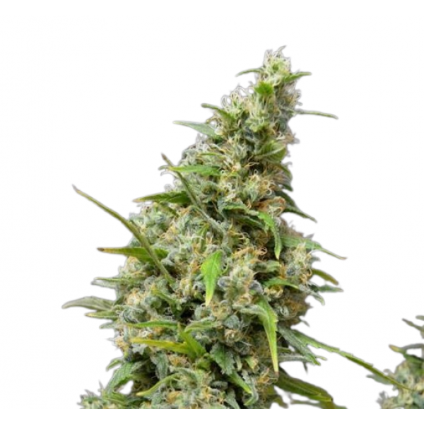 Семена конопли  Northern Lights Auto - Amsterdam Seeds