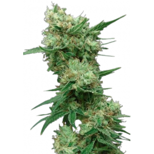 White Widow