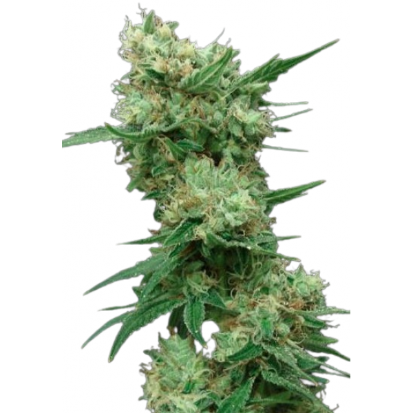Насіння коноплі  White Widow - Amsterdam Seeds