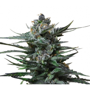 Blueberry Auto