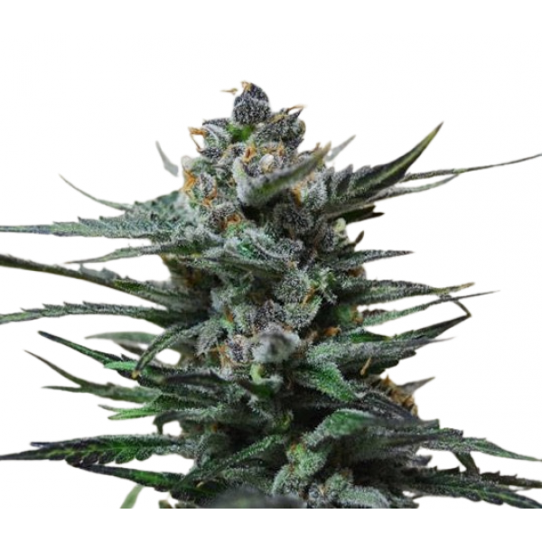 Насіння коноплі  Blueberry Auto - Amsterdam Seeds