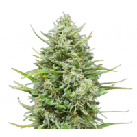 Snow Star Auto
