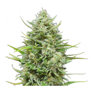 Snow Star Auto