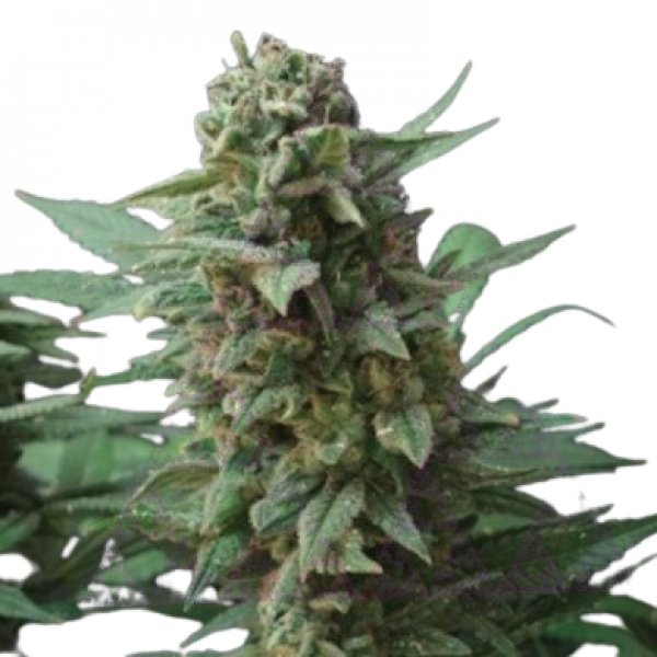 Насіння коноплі  Northern Lights - Amsterdam Seeds