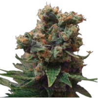 Skunk Amsterdam