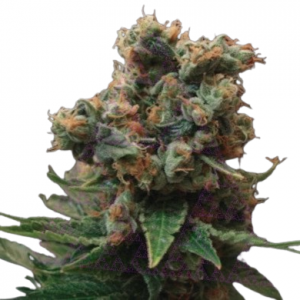 Skunk Amsterdam