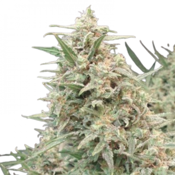 Семена конопли  Snow White Amsterdam - Amsterdam Seeds
