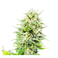 Big Skunk Auto
