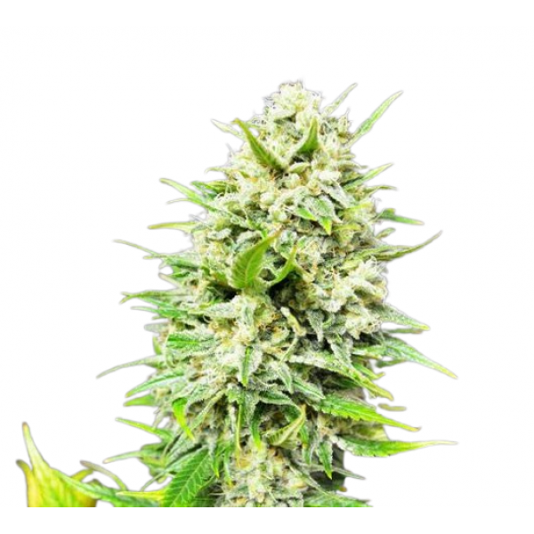 Насіння коноплі Big Skunk Auto - Amsterdam Seeds