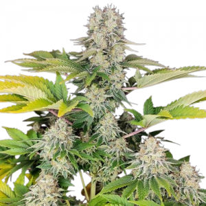 Fast Version White Widow