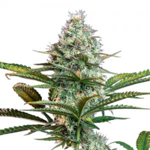 Fast Version Zkittlez
