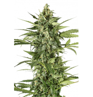 Auto Blue Cheese