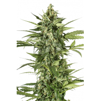 Auto Blue Cheese