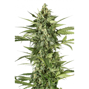 Auto Blue Cheese
