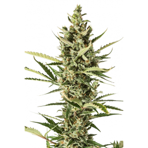 Auto Amnesia XXL 
