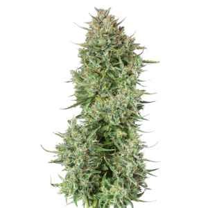 Auto Blue Kush