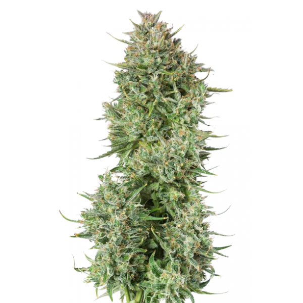 Семена конопли  Auto Blue Kush          - Dinafem seeds