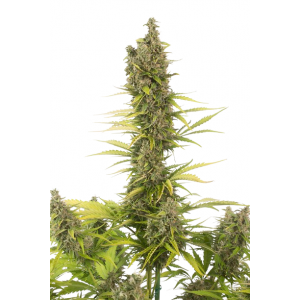Auto Amnesia CBD