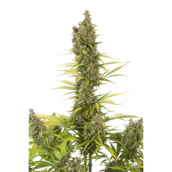 Семена конопли  Auto Amnesia CBD          - Dinafem seeds