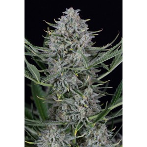 Auto Cookies 