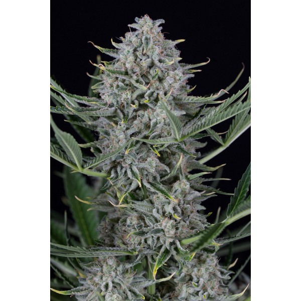 Семена конопли  Auto Cookies          - Dinafem seeds