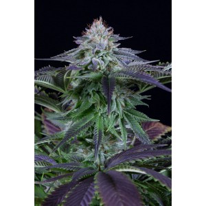 Auto Dinamed Kush CBD