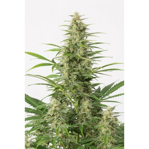 Семена конопли  Auto Sour Diesel   - Dinafem seeds