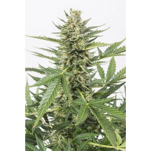 Auto Cheese XXL 