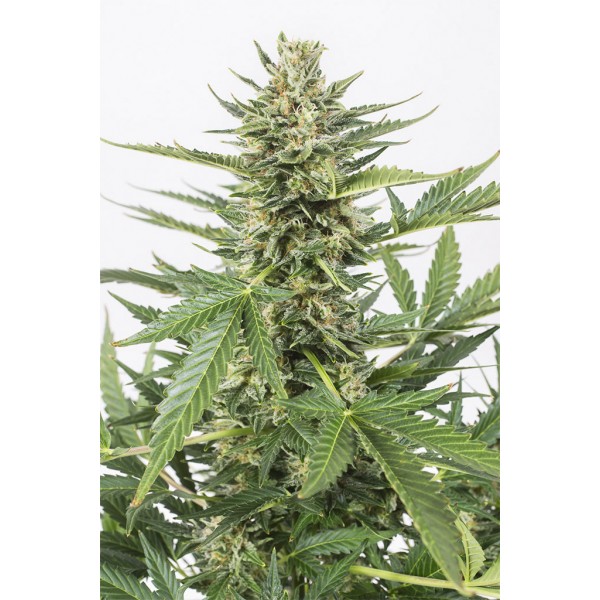 Семена конопли  Auto Cheese XXL     - Dinafem seeds