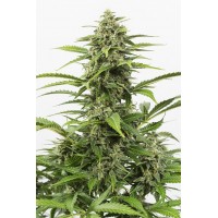 Critical + Auto CBD