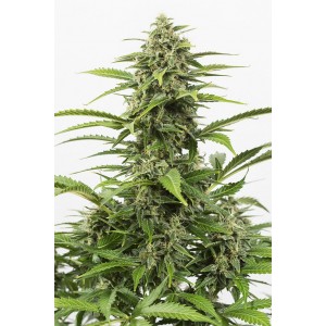 Critical + Auto CBD