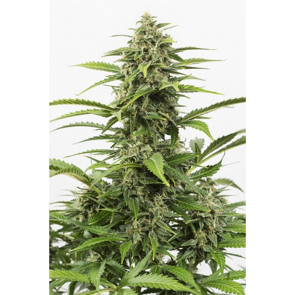 Семена конопли  Critical + Auto CBD          - Dinafem seeds