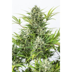 Auto Critical Cheese 